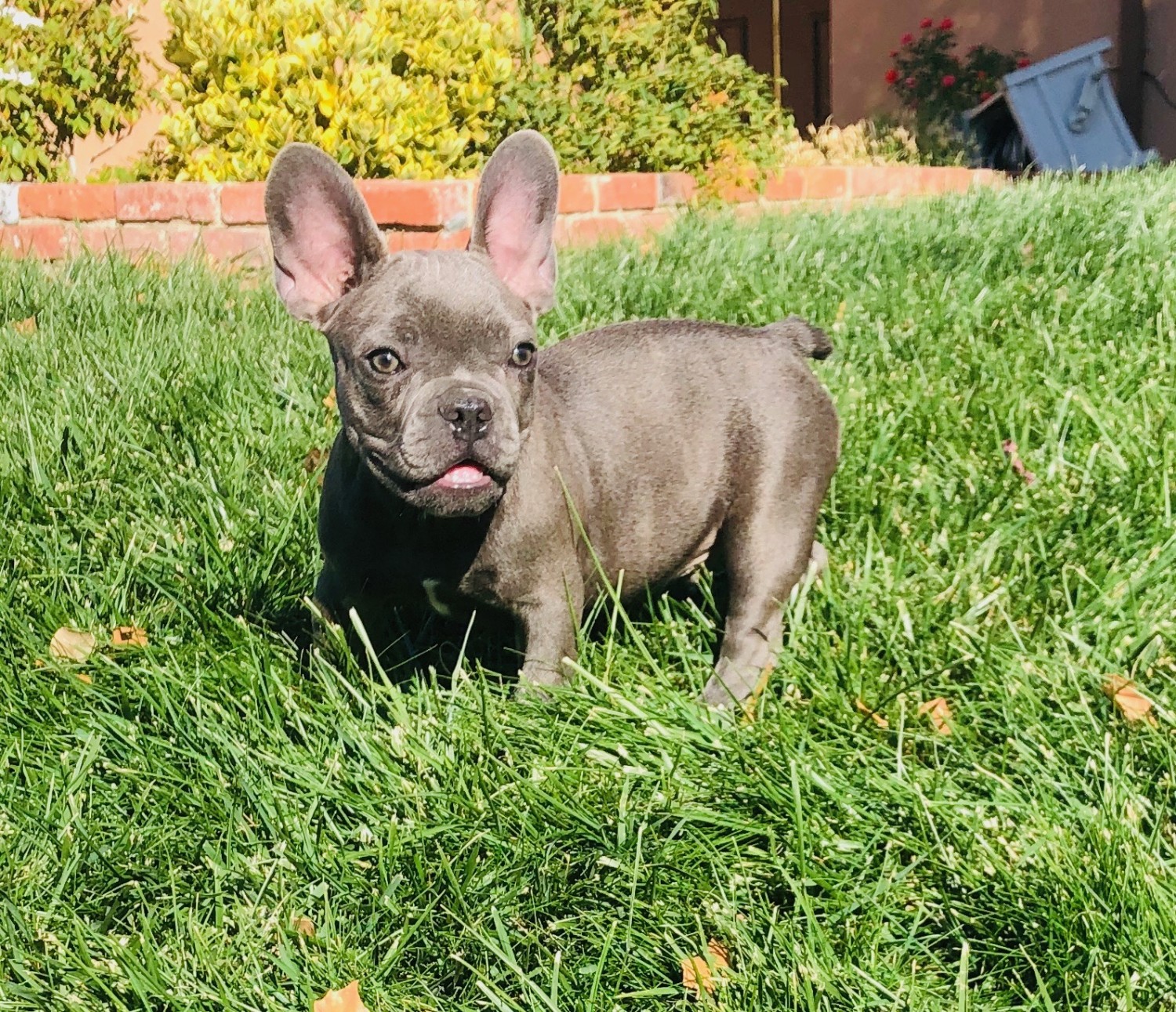 53 Best Images French Bulldog Puppies For Sale In Va / Poodle, FRENCH BULLDOG PUPPIES, Dogs, for Sale, Price