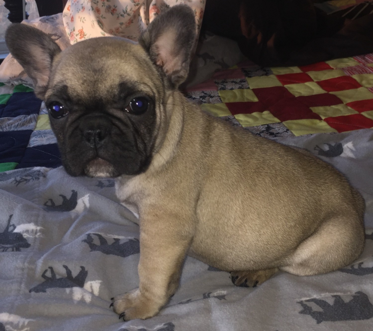 French Bulldog Puppies For Sale Mountain Grove, MO 321328