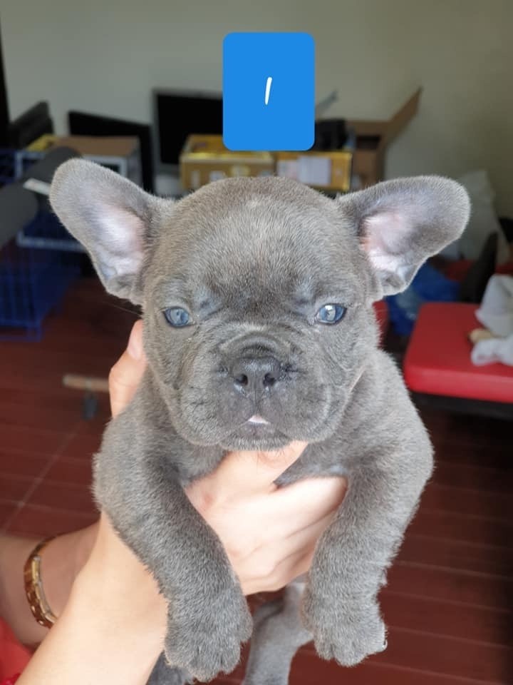 French Bulldog Puppies For Sale Charleston, SC 321661