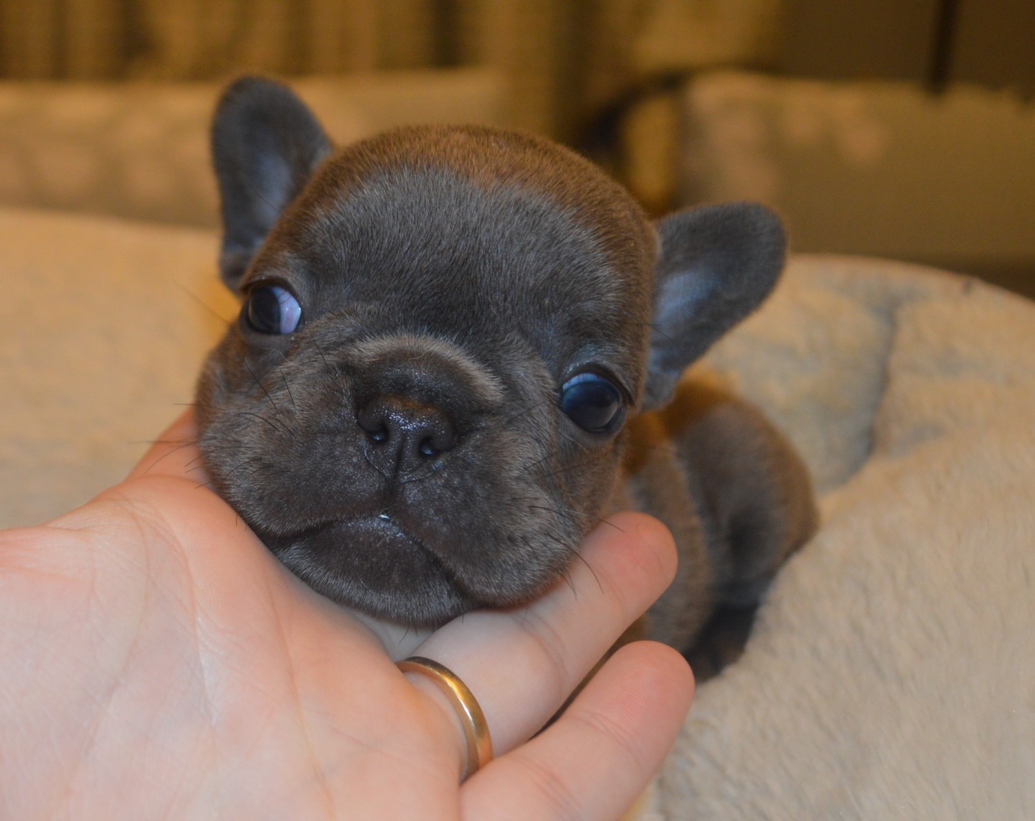French Bulldog Puppies For Sale Lowell, MA 321721
