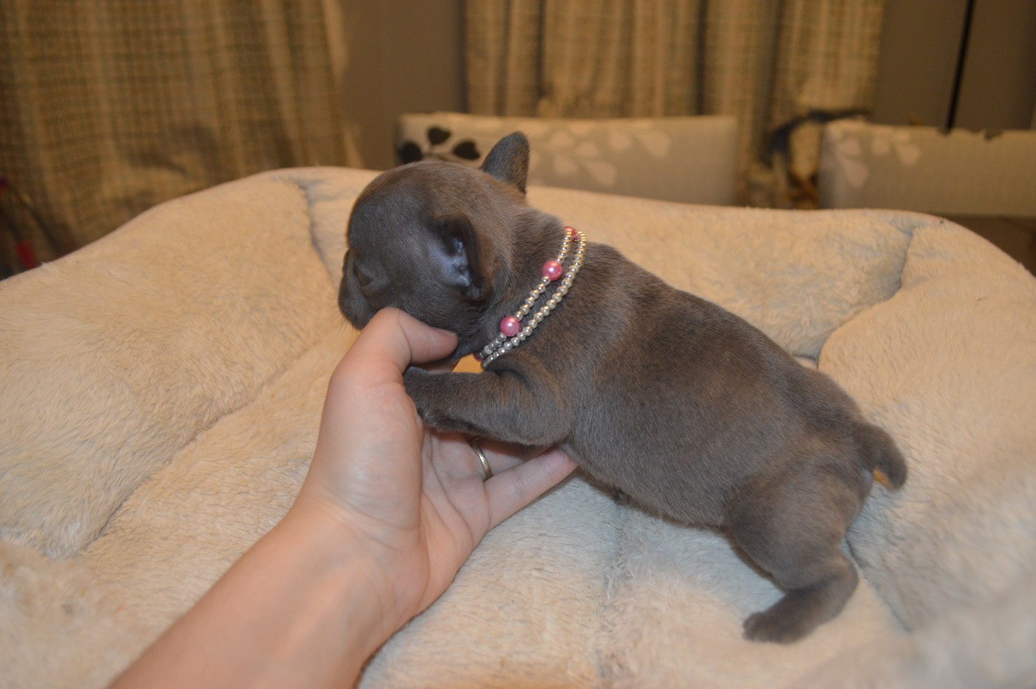 French Bulldog Puppies For Sale Lowell, MA 321721