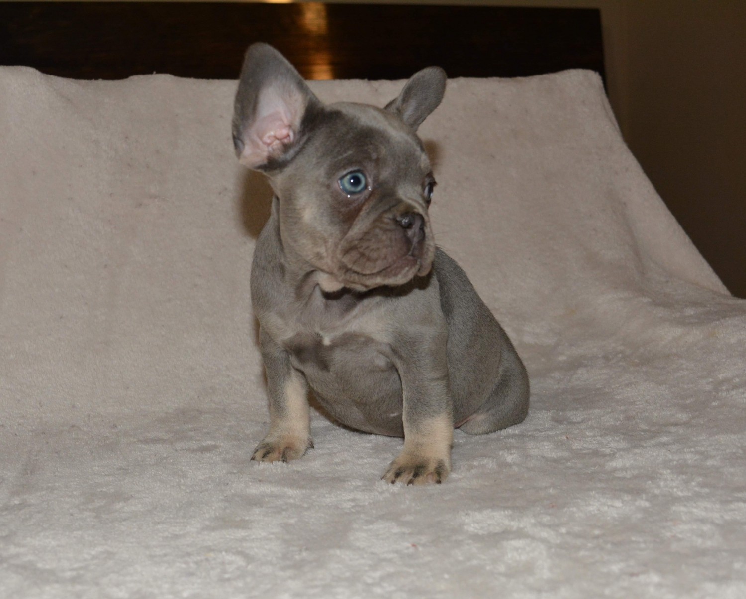 French Bulldog Puppies For Sale Moreno Valley, CA 321766