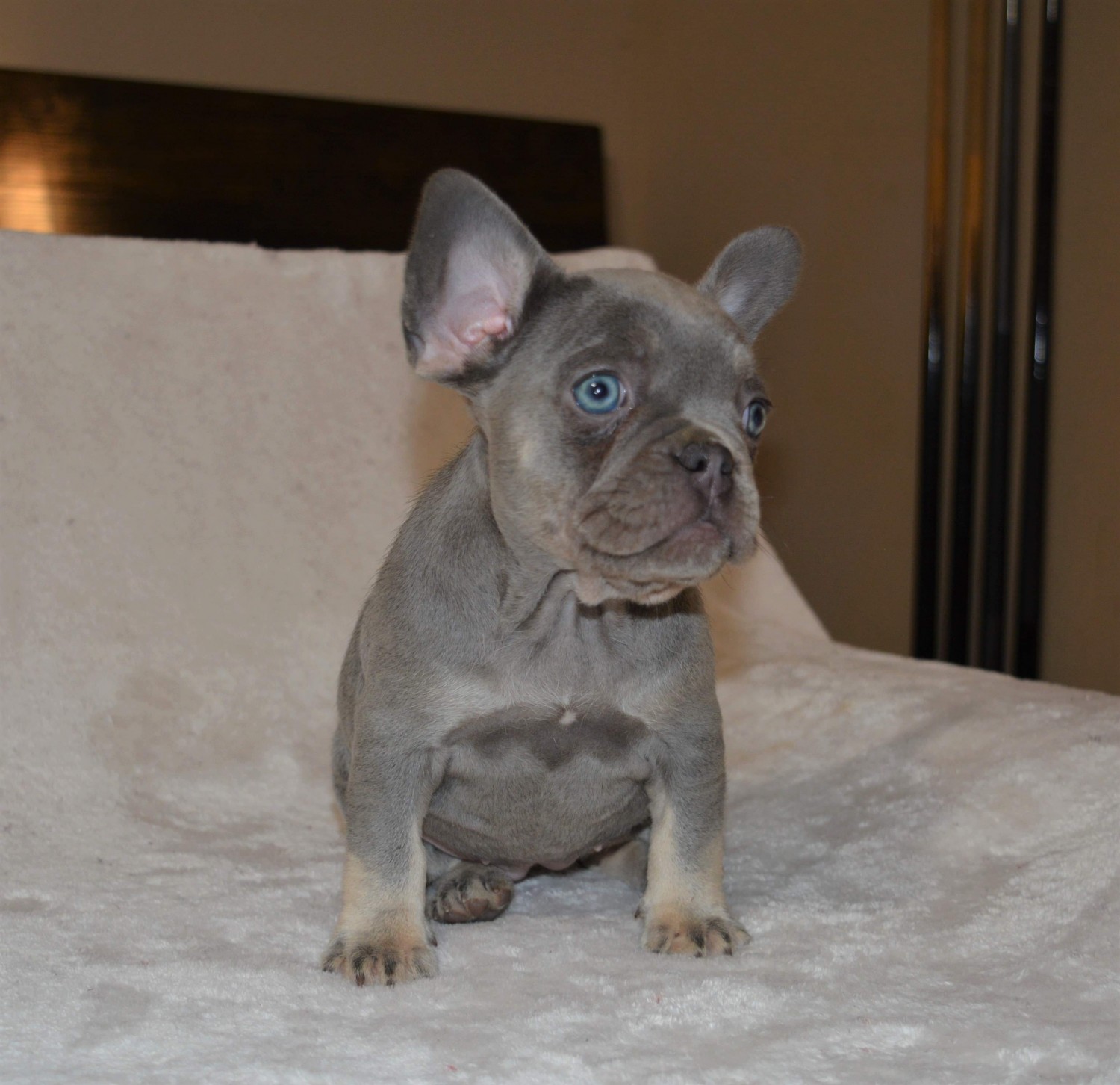 French Bulldog Puppies For Sale Moreno Valley, CA 321766