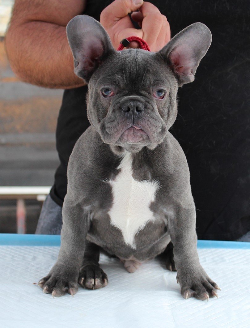 French Bulldog Puppies For Sale Sun Valley, CA 321850