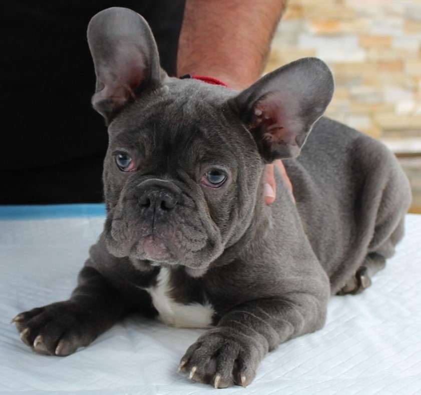 French Bulldog Puppies For Sale Sun Valley, CA 321851