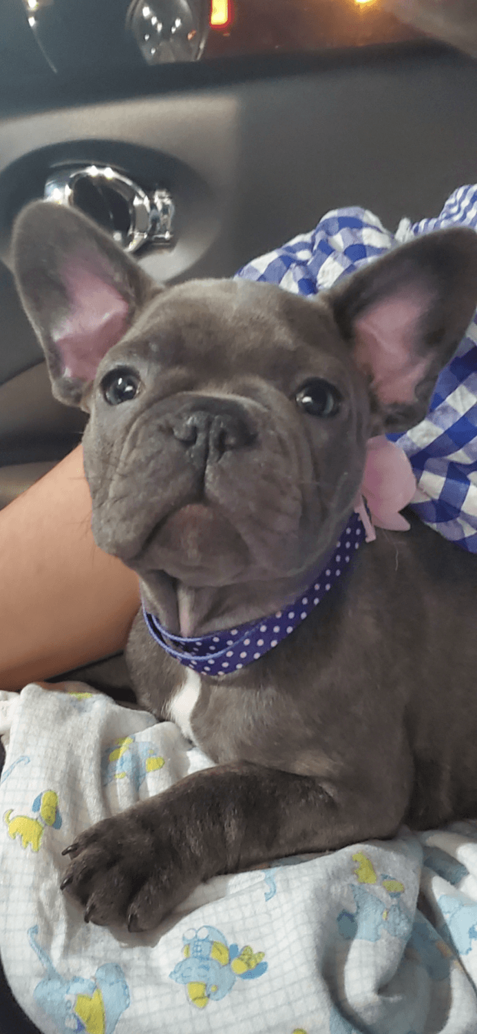 French Bulldog Puppies For Sale Barbourville, KY 322577