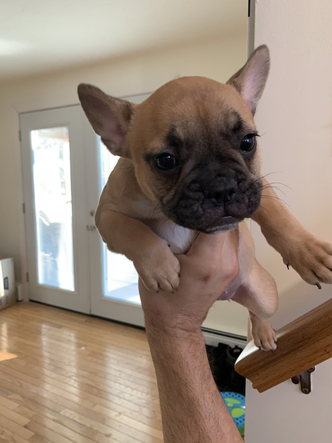French Bulldog Puppies For Sale Franklin, MA 323600
