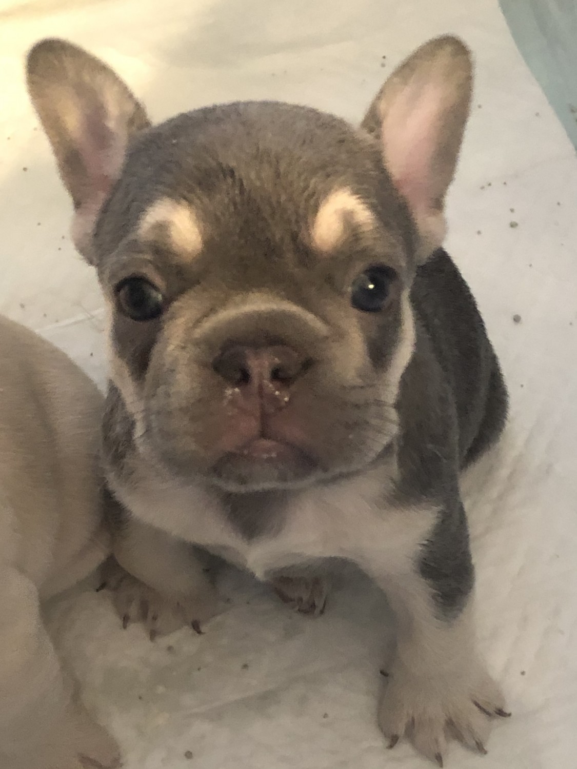 French Bulldog Puppies For Sale Fillmore, UT 323642