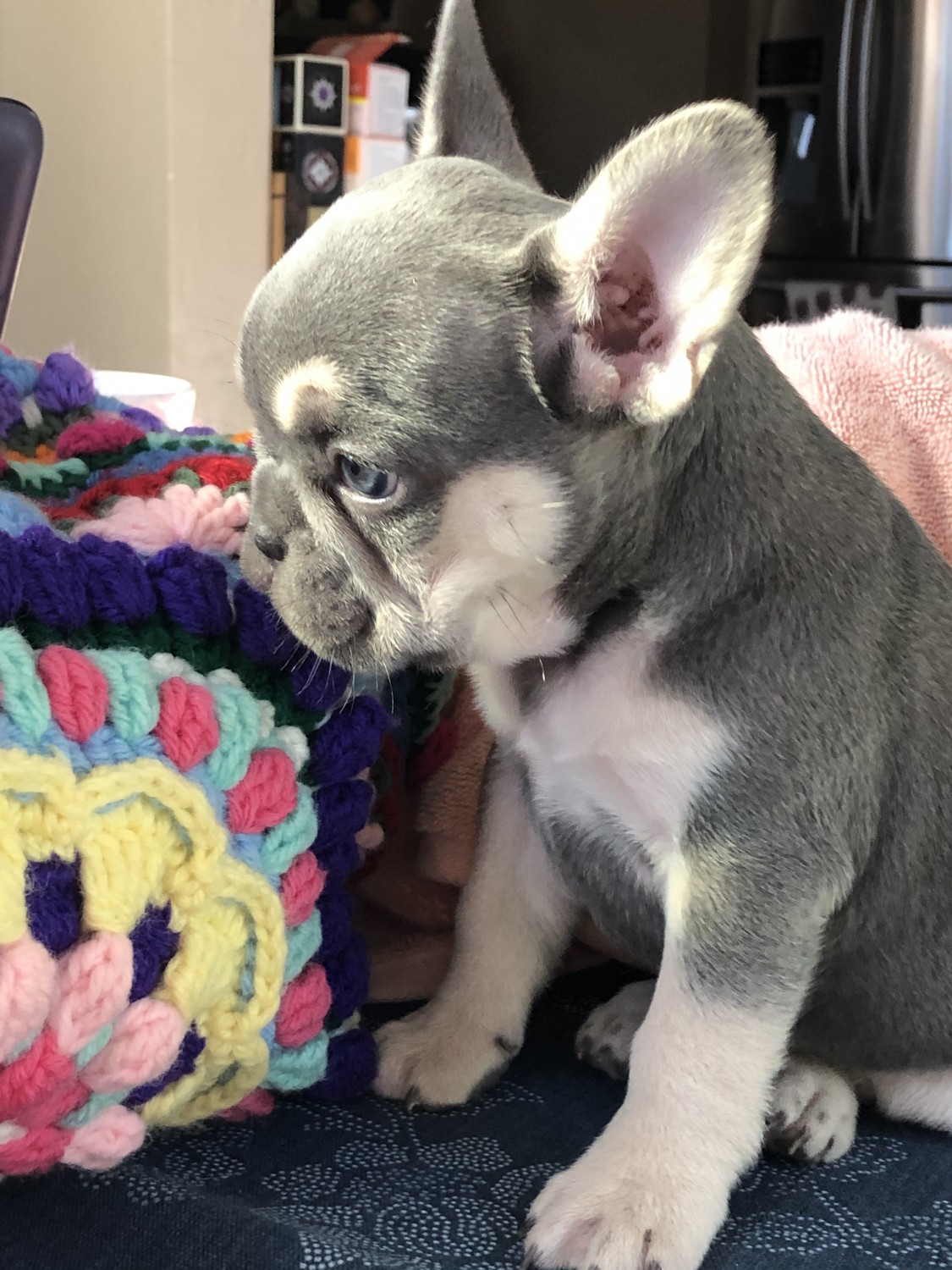 French Bulldog Puppies For Sale Fillmore, UT 323642