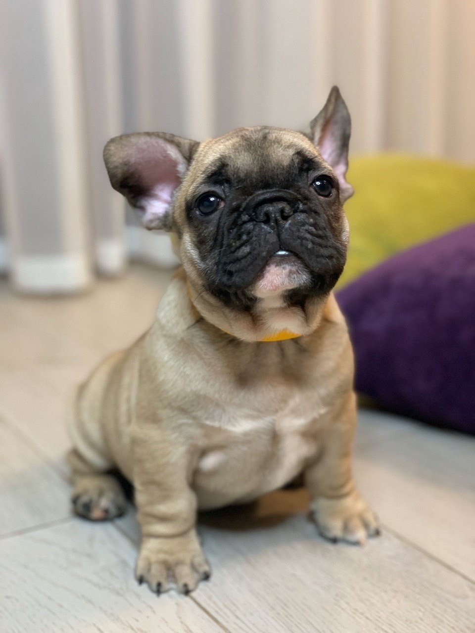 French Bulldog Puppies For Sale Los Angeles, CA 323730