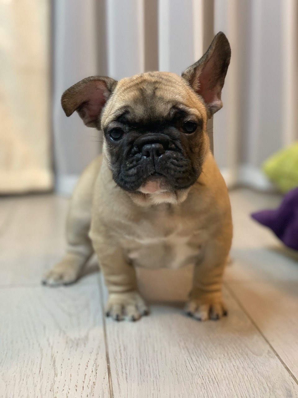 French Bulldog Puppies For Sale Los Angeles, CA 323730