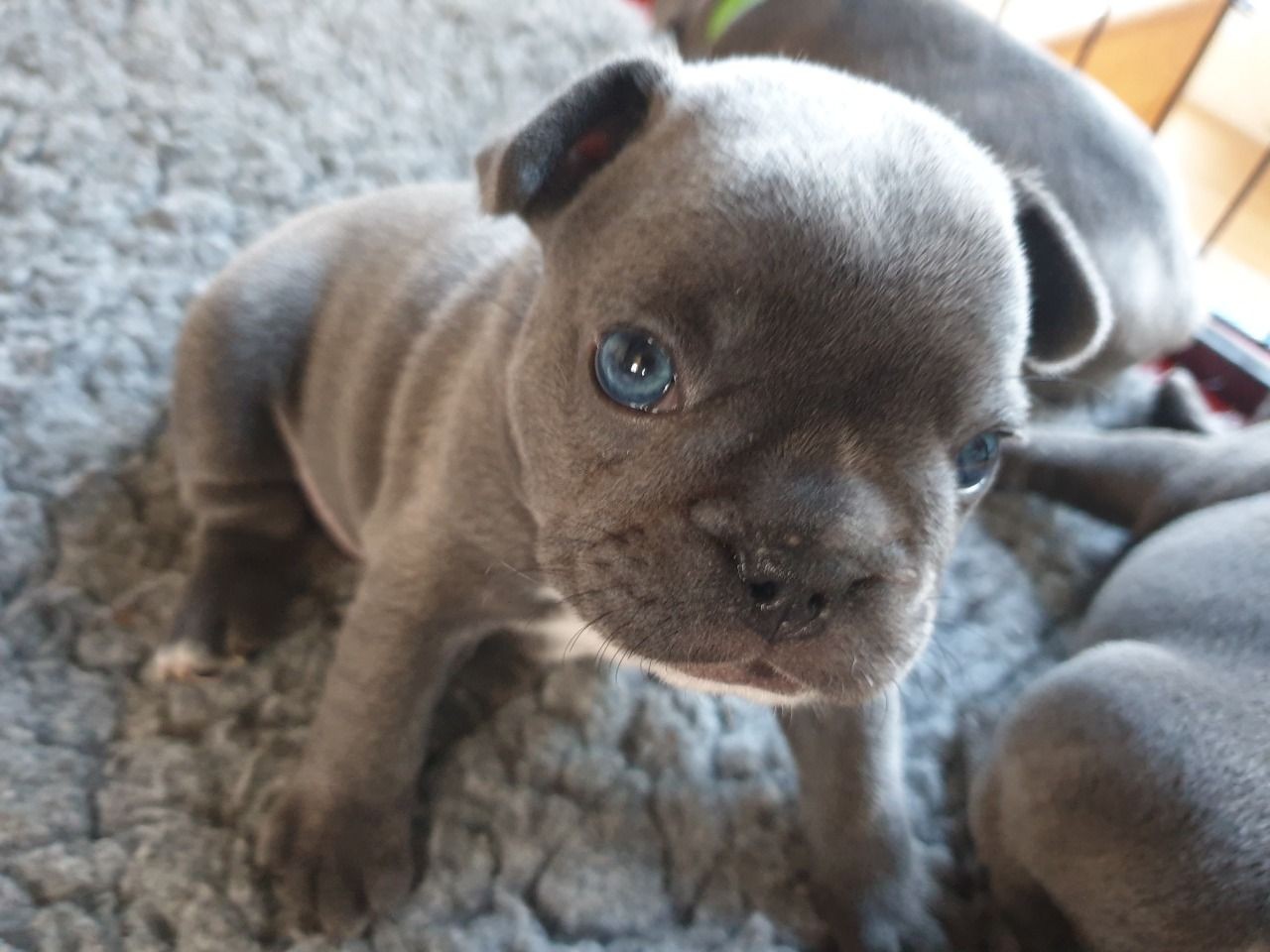 French Bulldog Puppies For Sale Chicago, IL 323769