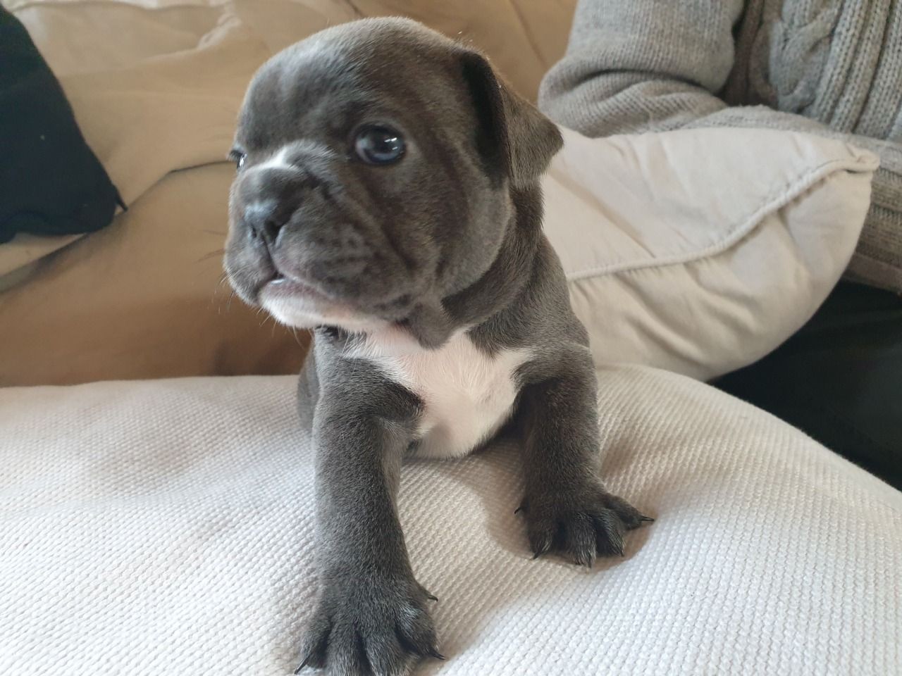 French Bulldog Puppies Chicago Illinois : French Bulldog puppy for sale ...