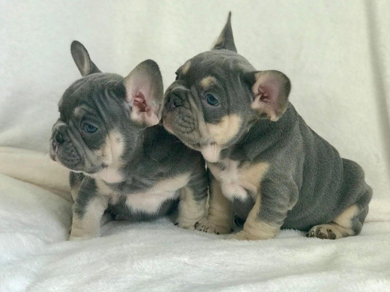 French Bulldog Puppies For Sale San Antonio, TX 323846