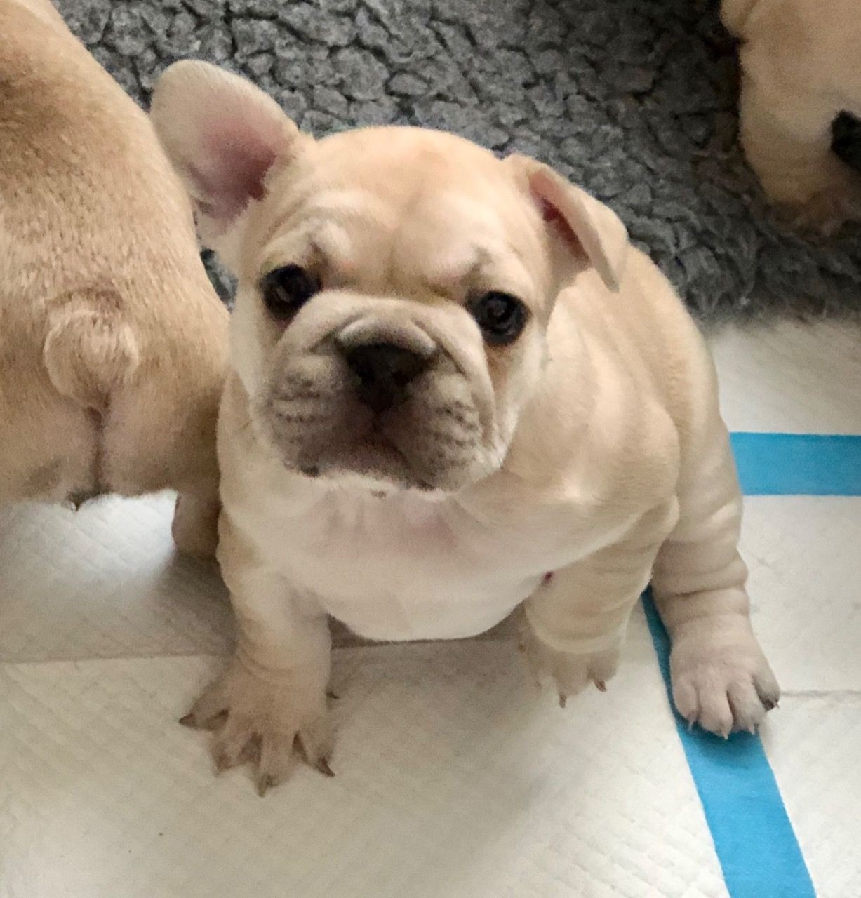 French Bulldog Puppies For Sale Columbus, OH 325258