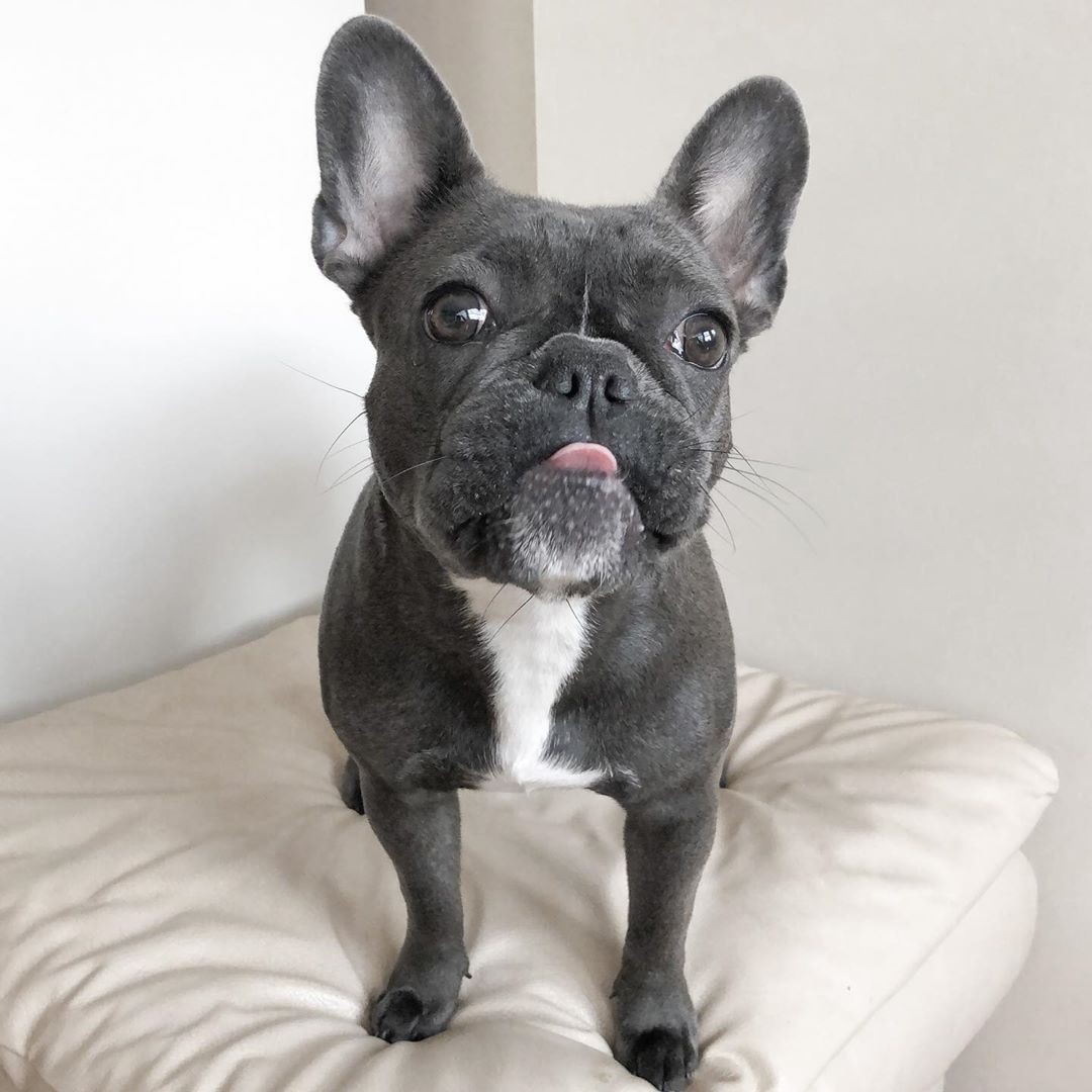 French Bulldog Puppies For Sale New York, NY 325804