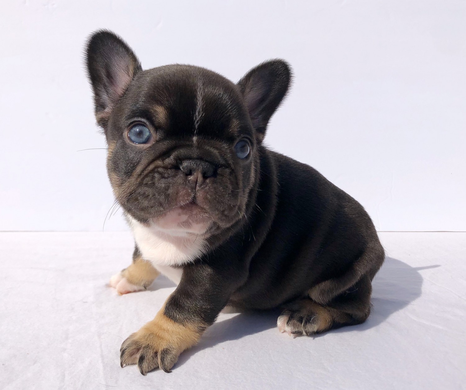 French Bulldog Puppies For Sale Modesto, CA 325959