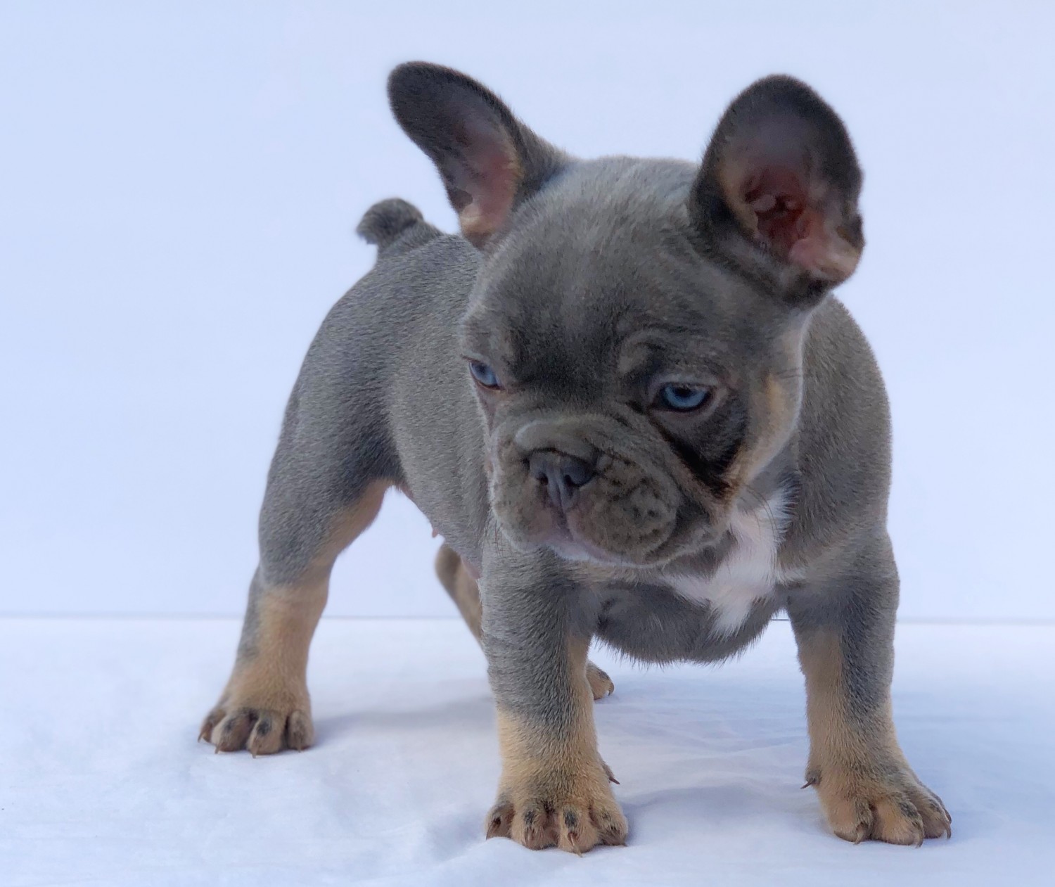 French Bulldog Puppies For Sale Modesto, CA 326921