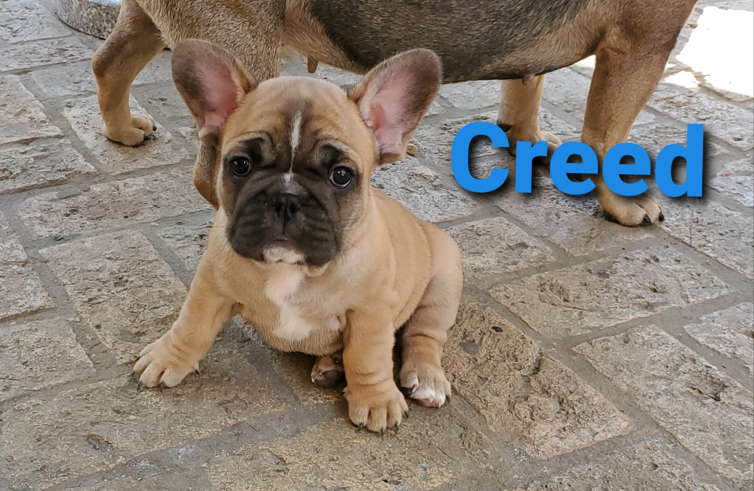 French Bulldog Puppies For Sale San Antonio, TX 327081