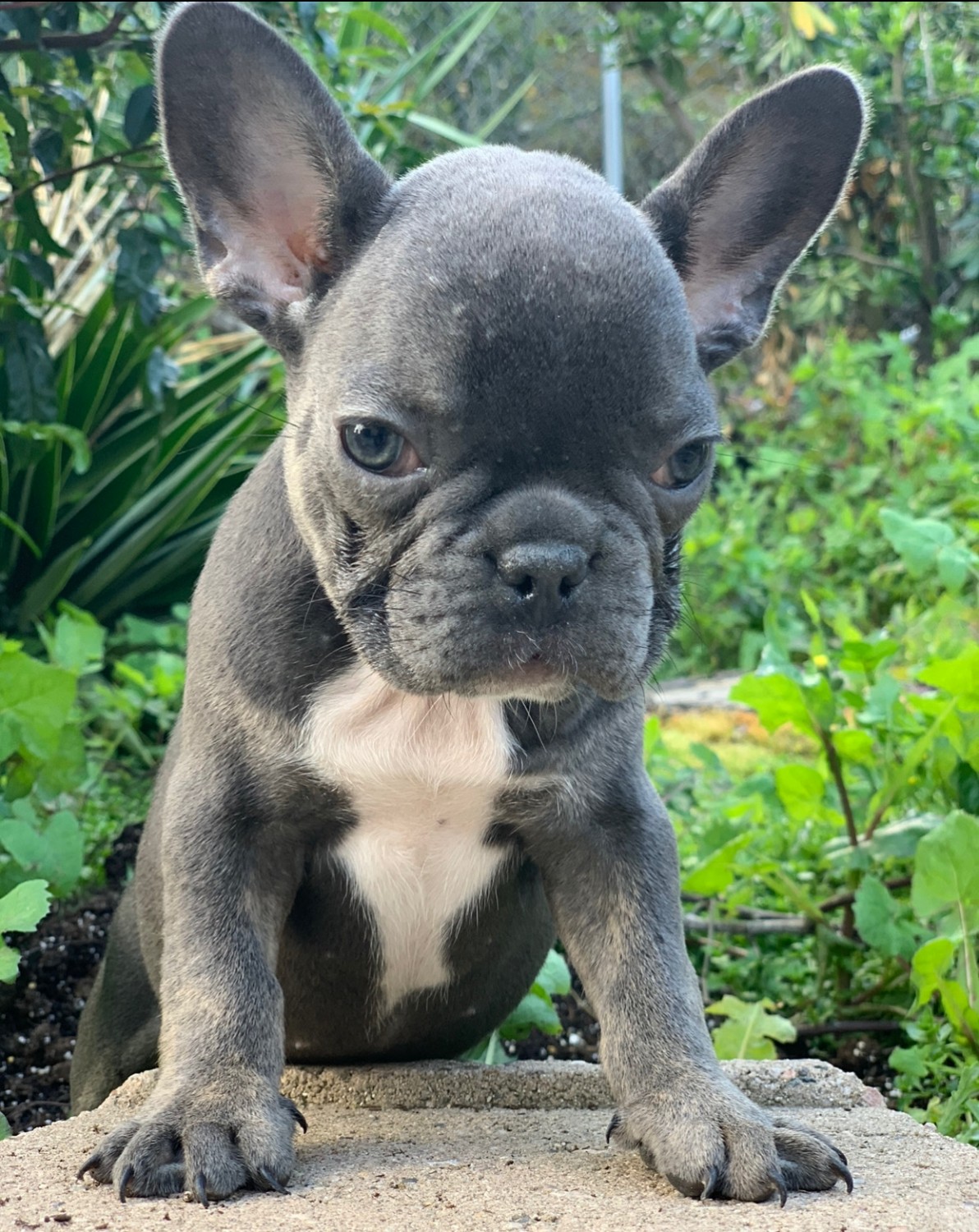 French Bulldog Puppies For Sale San Diego, CA 327122