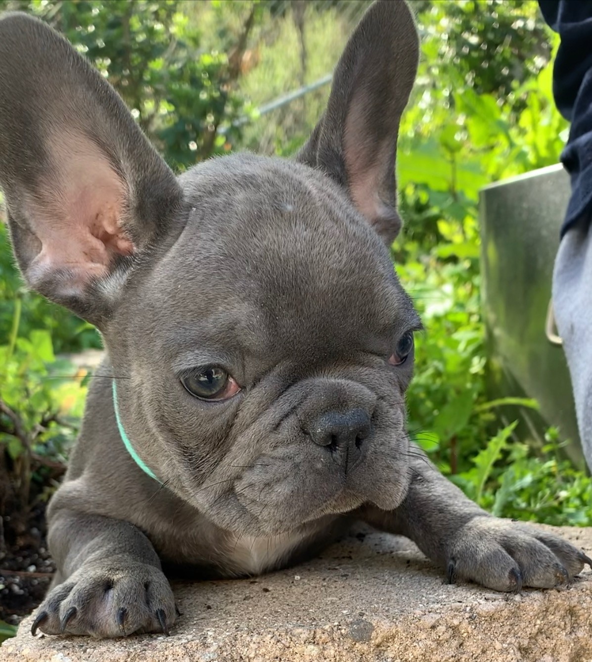 French Bulldog Puppies For Sale San Diego, CA 327122