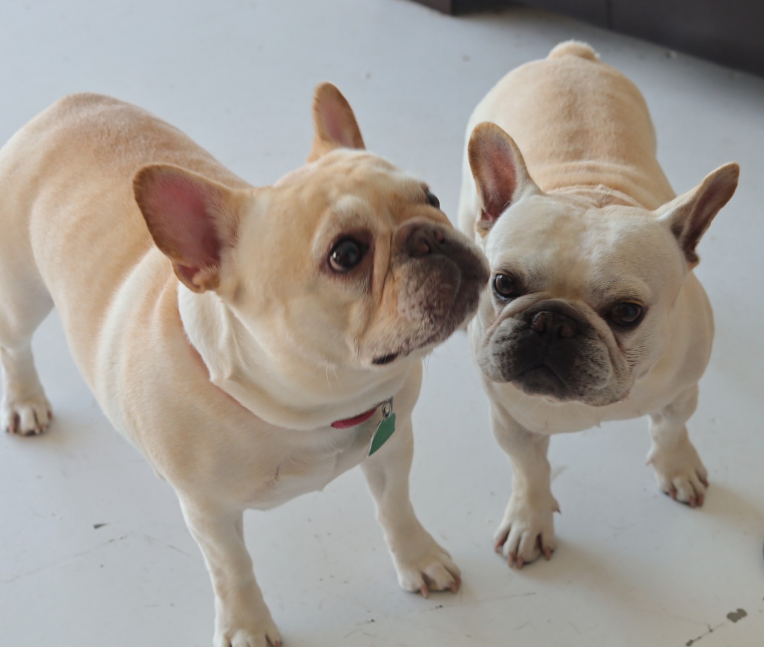 French Bulldog Puppies For Sale Orlando, FL 327170