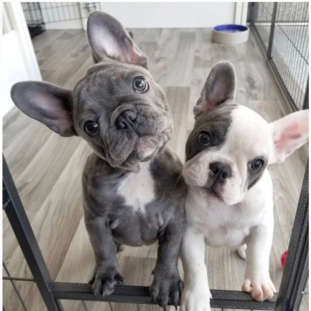 French Bulldog Puppies For Sale Albuquerque, NM 327922