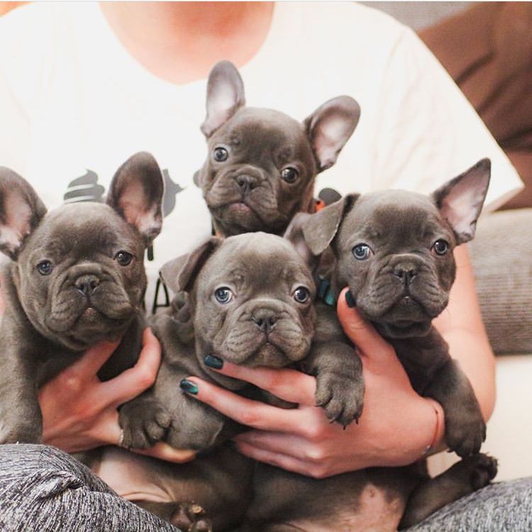 French Bulldog Puppies For Sale San Diego, CA 328309