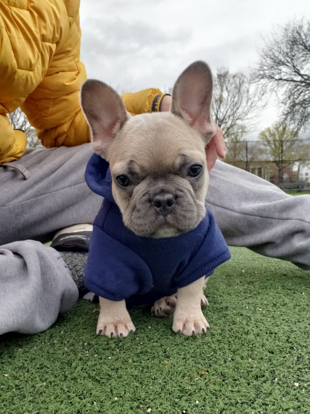 French Bulldog Puppies For Sale Brooklyn, NY 328668