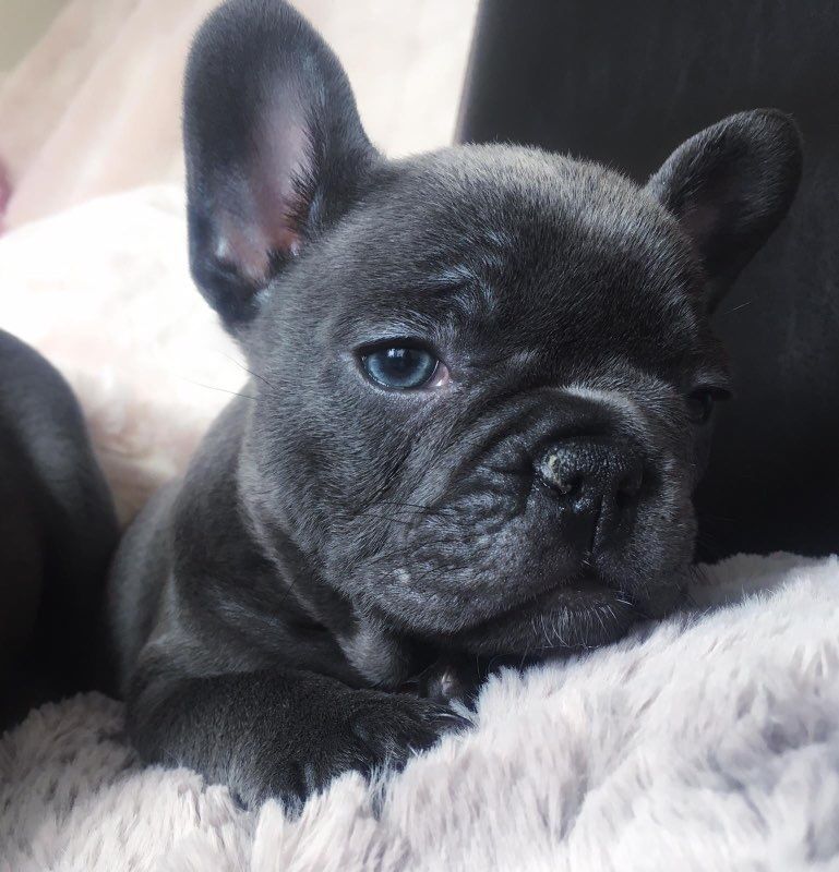 French Bulldog Puppies For Sale | Portland, OR #328839