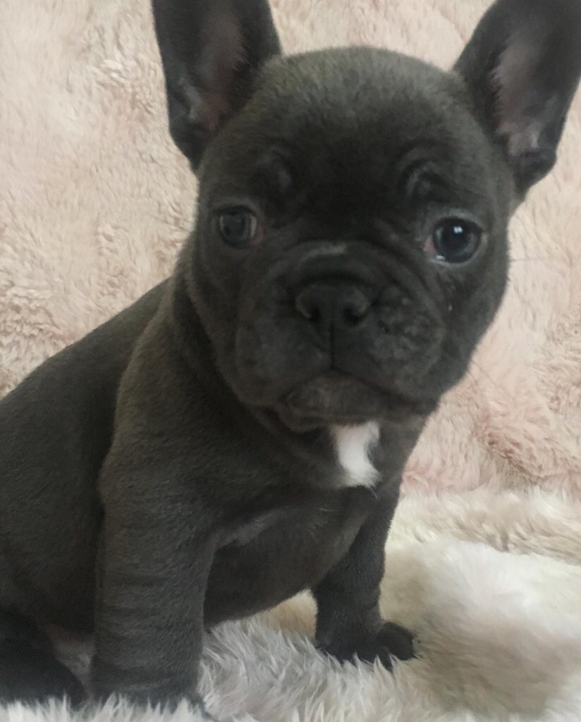 French Bulldog Puppies For Sale Portland, OR 328839