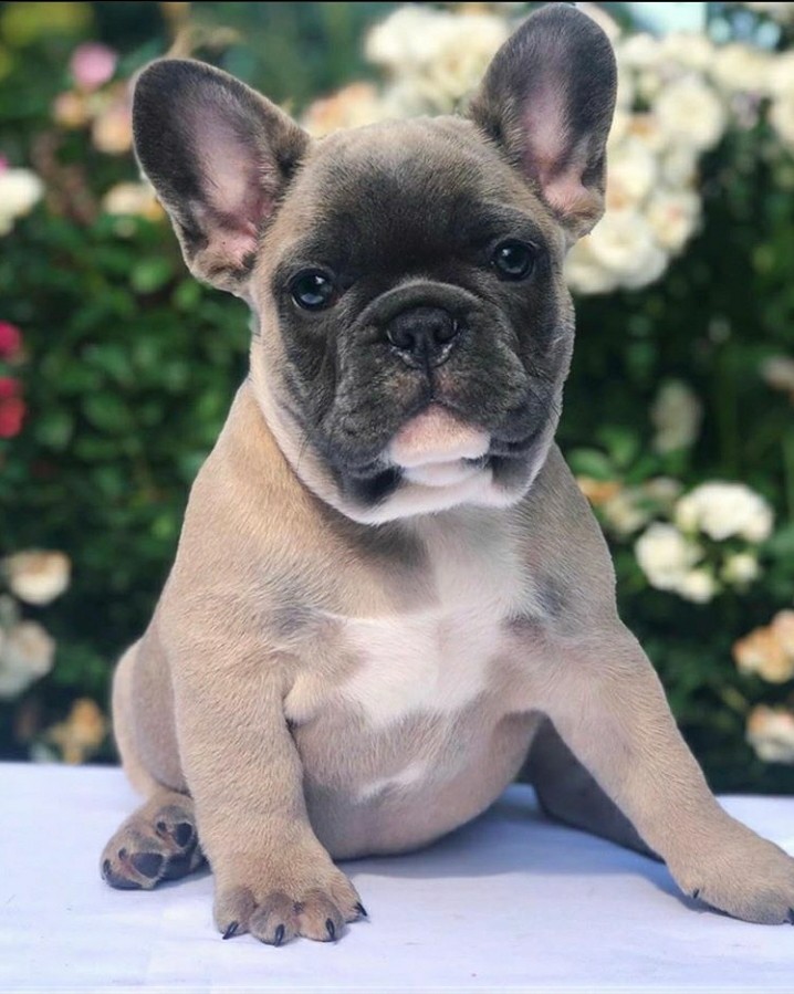 French Bulldog Puppies For Sale Carothers Street