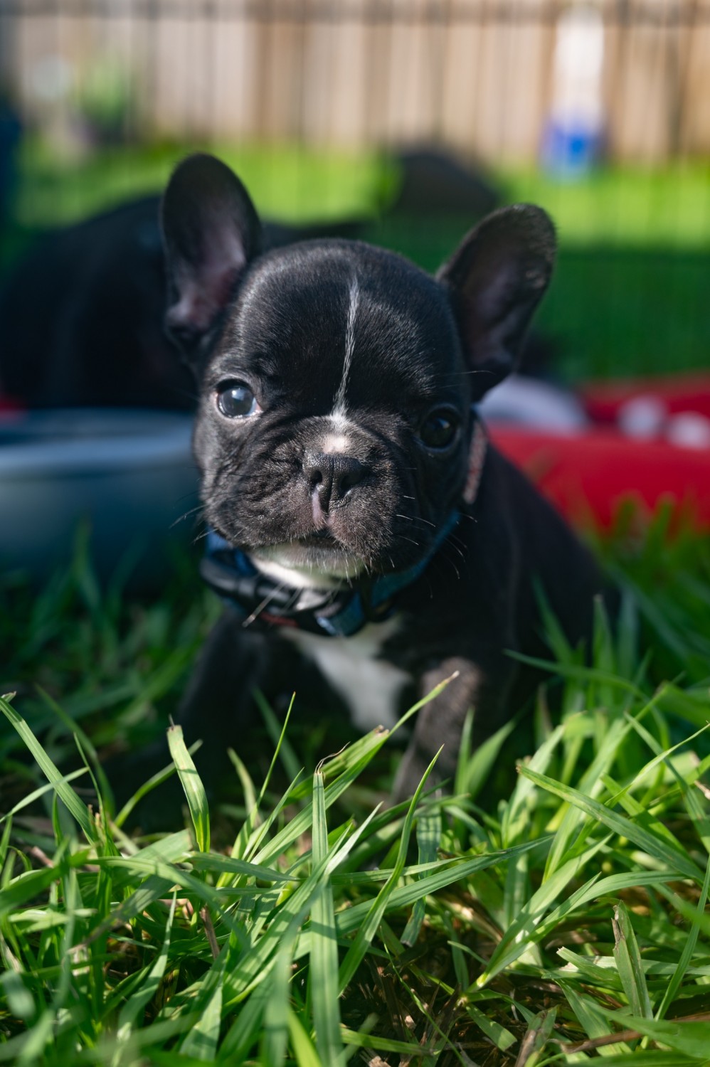 37 Top Pictures French Bulldog Puppies Orlando Florida