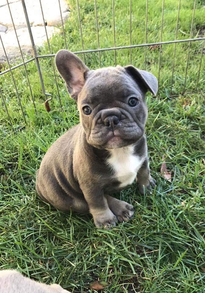 French Bulldog Puppies For Sale Colorado Springs, CO 330976