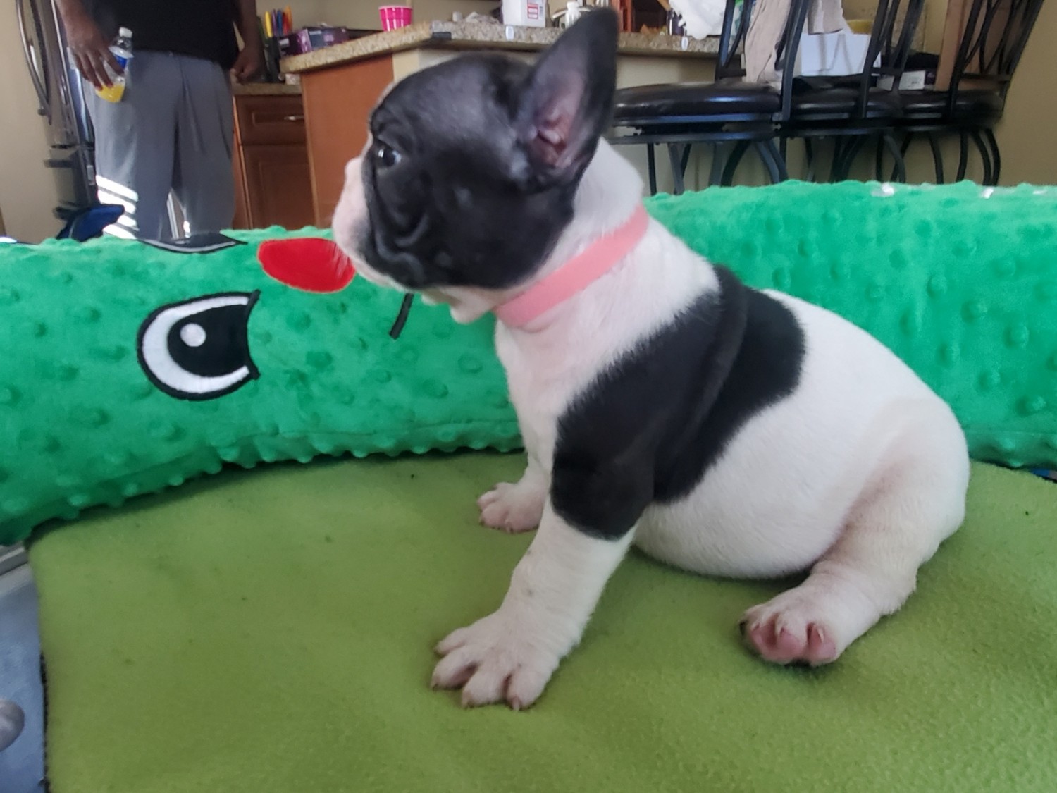 French Bulldog Puppies For Sale Bellflower, CA 331521