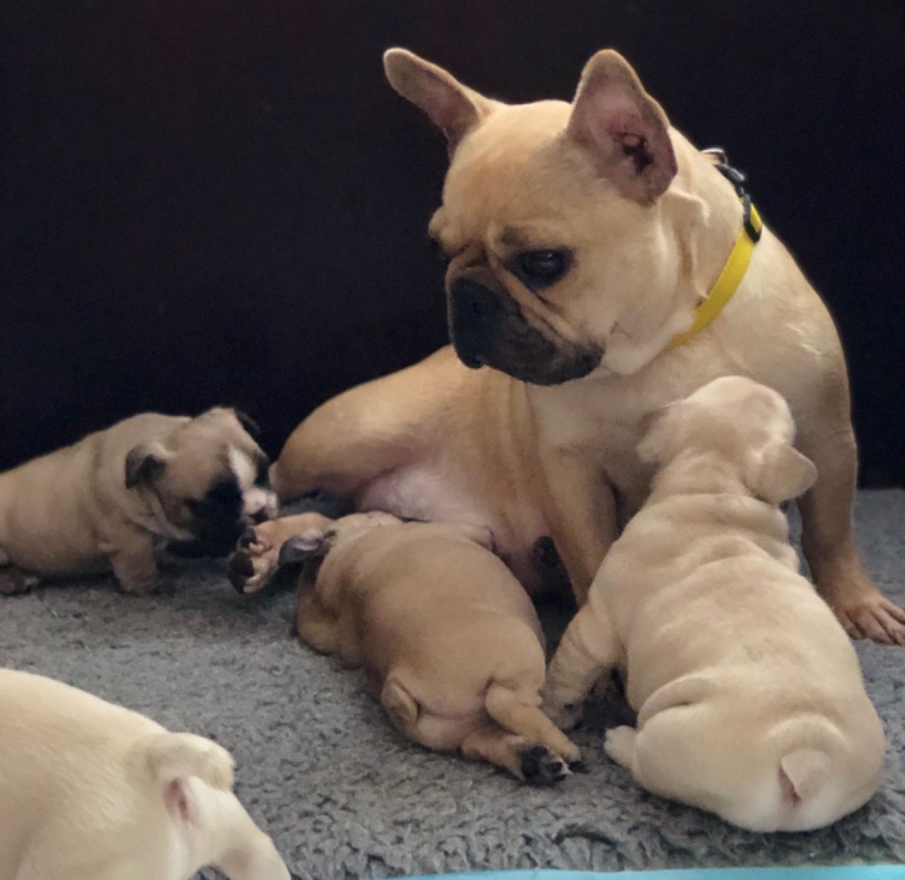 French Bulldog Puppies For Sale San Francisco, CA 331597