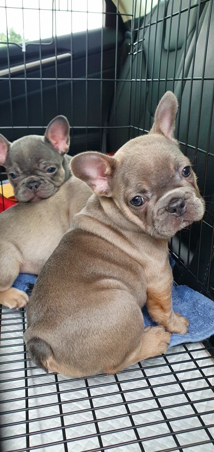 French Bulldog Puppies For Sale WA 331765