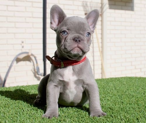 French Bulldog Puppies For Sale North Pine Street