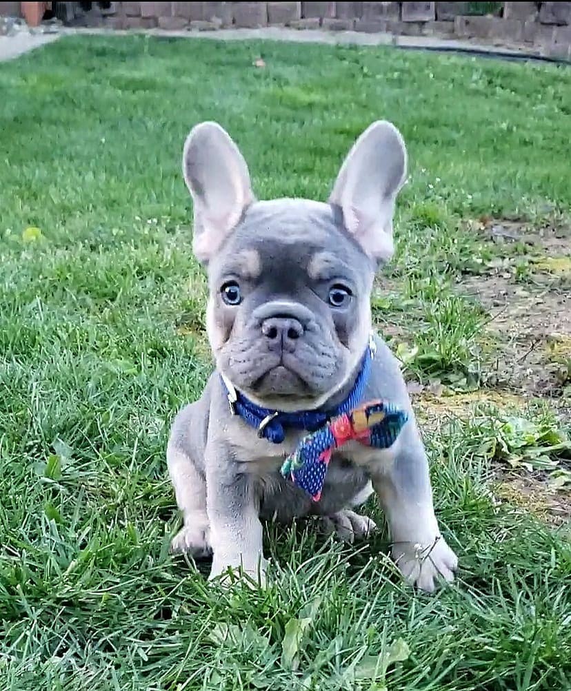 French Bulldog Puppies For Sale Texas City, TX 332101