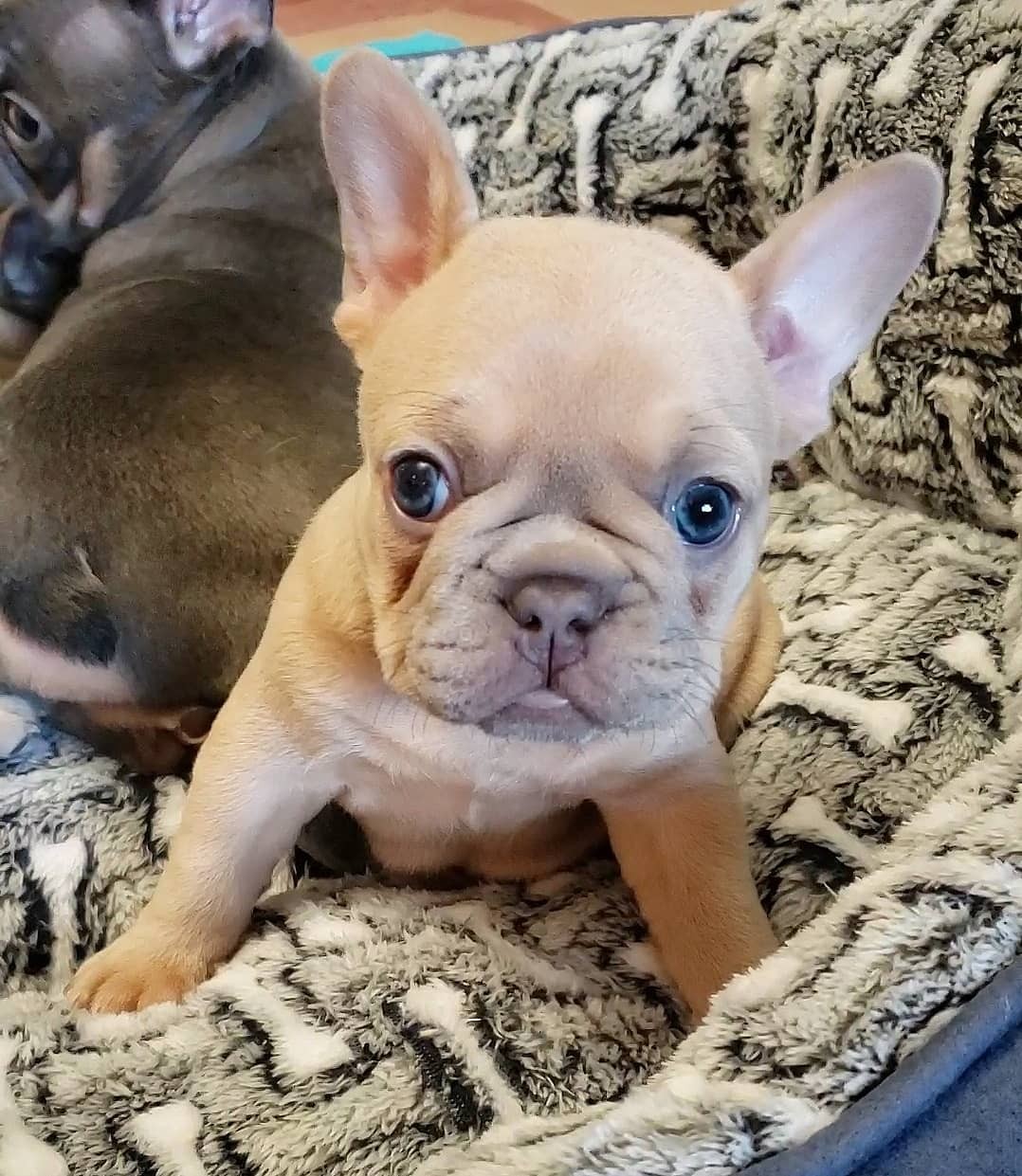 57 Best Pictures French Bulldog Puppies Texas Killeen Tx - French Bulldog Puppies For Sale | Texas City, TX #328861