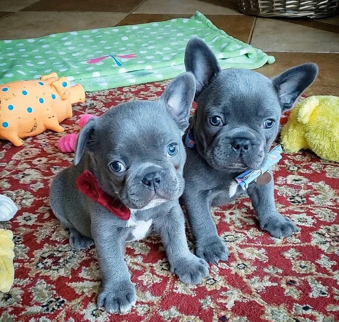 French Bulldog Puppies For Sale Texas City, TX 332105