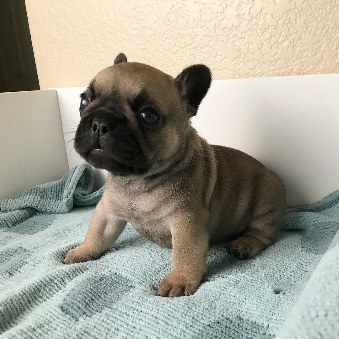 French Bulldog Puppies For Sale San Antonio, TX 333626