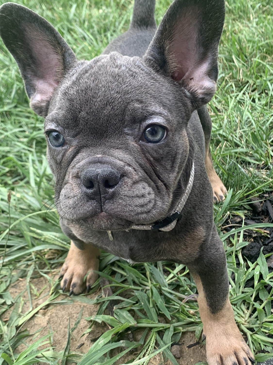 French Bulldog Puppies For Sale Marysville, OH 333947