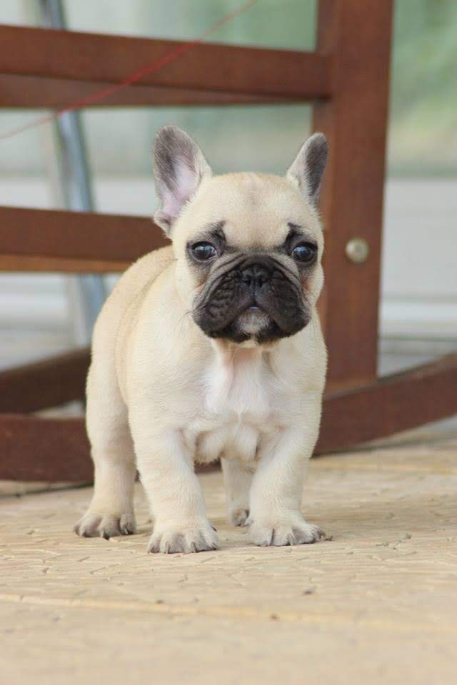 French Bulldog Puppies For Sale Los Angeles, CA 334131