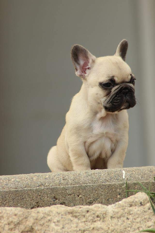 French Bulldog Puppies For Sale Dallas, TX 334133