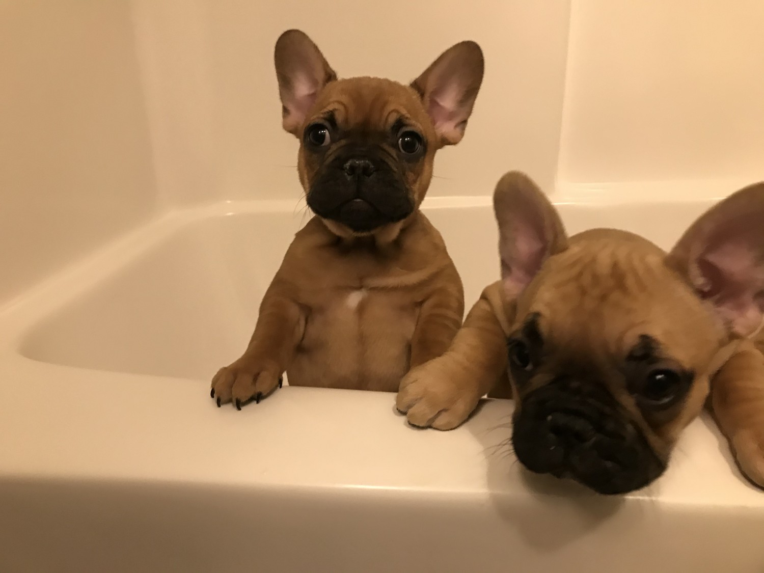 French Bulldog Puppies For Sale Beckley, WV 335114