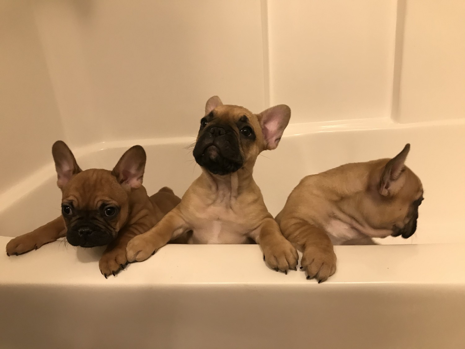 French Bulldog Puppies For Sale Beckley, WV 335114