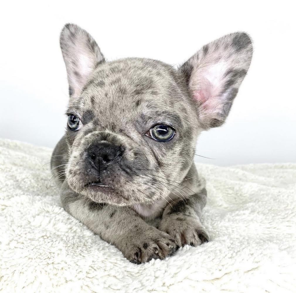 French Bulldog Puppies For Sale Ontario, CA 336190