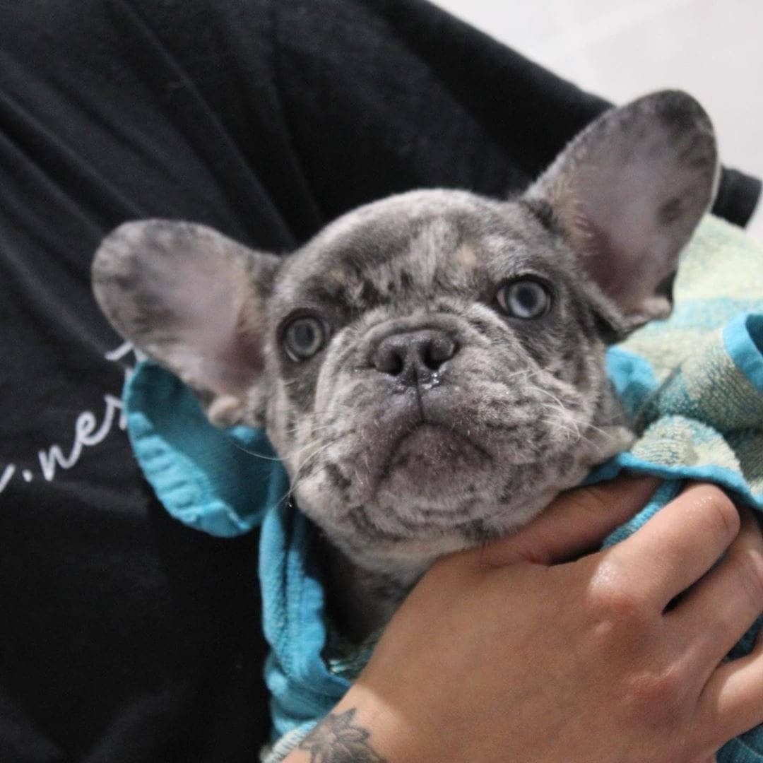 French Bulldog Puppies For Sale Ontario, CA 336190