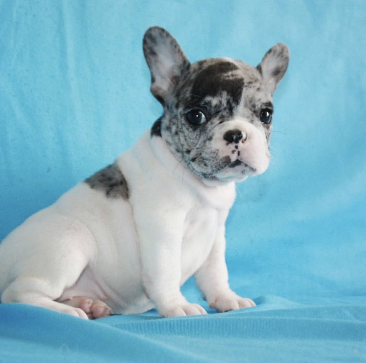 French Bulldog Puppies For Sale Massachusetts Avenue, MA